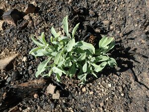Salvia apiana Fire recovery